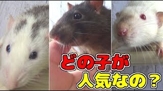 ファンシーラットの好きな種類ランキングTOP5！アンケート60人の結果は！？１位は、誰？？(ゆっくり実況音声あり)