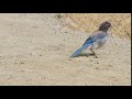 Blue California Scrub Jay Bird Hops Along The Dusty Ground Marin Headlands