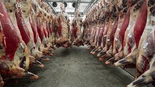 America's Food Crisis: THE OMNIVORE'S DILEMMA