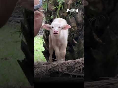 Muka masing-masing terkejut betul 🤣😭 #shorts