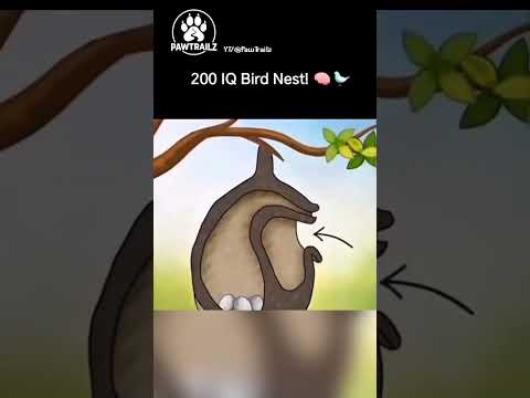 The smartest nest design ever?! 🤔