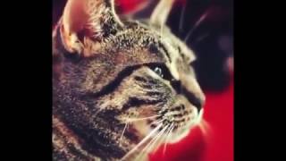 ПРИКОЛЫ С КОТАМИ ПОДБОРКА 30 МИНУТ СМЕХА 2017
