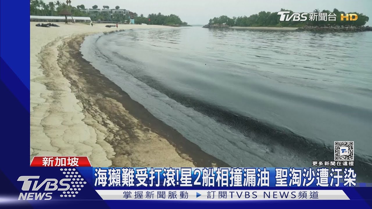 海獺難受打滾！新加坡2船相撞漏油　「聖淘沙」遭汙染