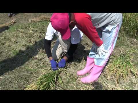 種子島の学校活動：住吉小学校もち米稲刈り体験活動