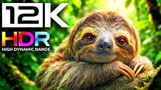 8K ANIMAL PARADISE: Wild Animals with Animal Sounds 8K VIDEO HDR 60FPS (Ultimate OLED TV Test)