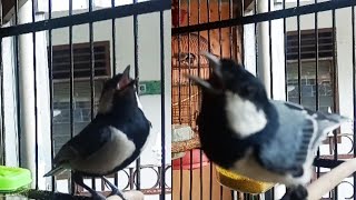 Download lagu gelatik batu tarung, cocok untuk memancing emosi mp3