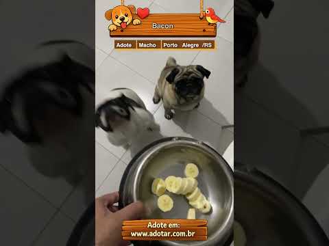 Vídeo de Bacon