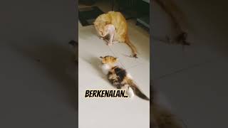 Download lagu sang senior masih enggan diajak kenalan,,#kucing#cat mp3