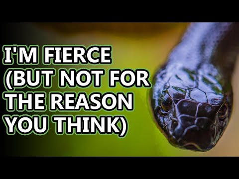 Taipan facts: one of the most venomous snakes! | Animal Fact Files