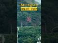 దసరా ఉత్సవాలు విజయవాడ లో 11 రోజులు Vijayawada 