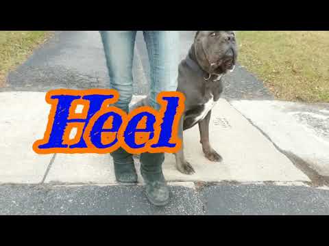 Saratoga Dog Trainers / Clifton Park Dog Trainers / 3 Year Cane Corso, Wrath