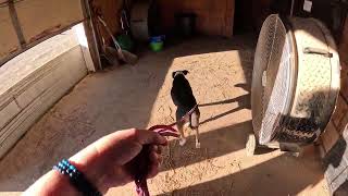 Bayberry Sniff n Dart Search 2 10.7.2025