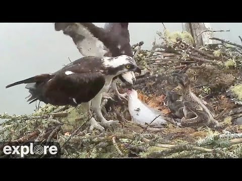 Osprey Parents Bring Fresh Flounder Fish Back to the Nest