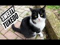 When I Petted The Tuxedo Cat At The Park Other Stray Cats Gathered Around Me