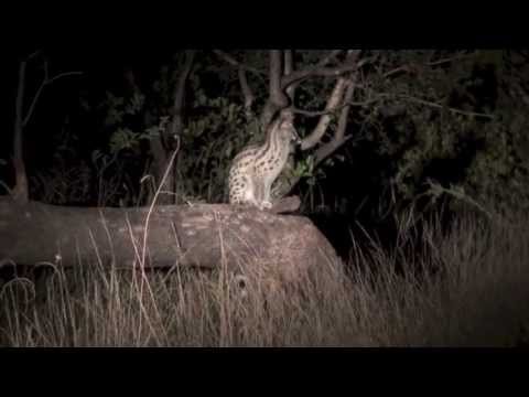 Lesser Spotted Genet 10 April 2013