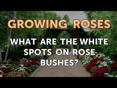 How to Take Care of a Mini Rose Plant