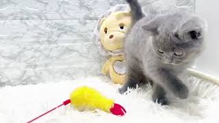 ブリティッシュショートヘアの動画01