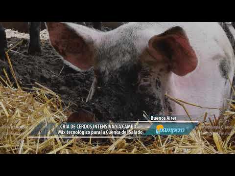 Cría de cerdos intensiva y a campo
