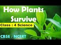Class 4th SCIENCE How Plants Survive CBSE NCERT Syllabus Adaptations In Plants