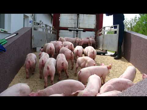 ANHOKA VAEX | The Livestock Traders