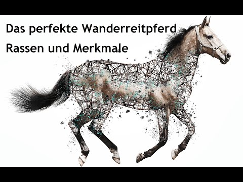 Wie finde ich das perfekte Wanderreitpferd?  Rassen und Merkmale | Wanderreiten