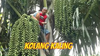 Download lagu MEMBUAT KOLANG-KALING BARENG ERICK ESTRADA | JEJAK SI GUNDUL (18/02/21) Part 1 mp3