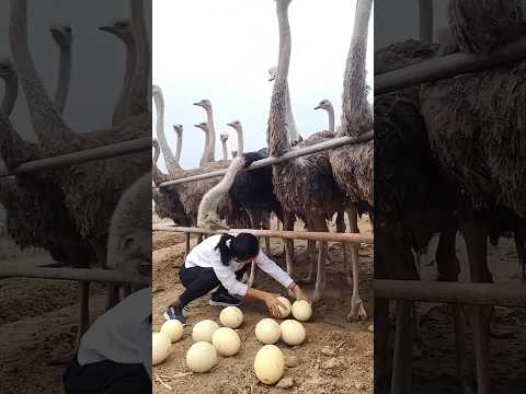 They Get RICH From OSTRICH EGGS! 🤑🤯
