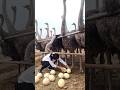 They Get RICH From OSTRICH EGGS! 🤑🤯