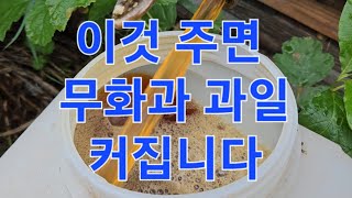 무화과 과일 크게 하려면 이것 줍니다.