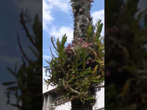Palmeira centenária, com muitas plantas e flores em Florianópolis Santa Catarina!