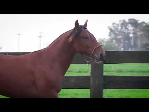 SUSTENIDO DA TAMANCA