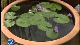 Be Green 2: Water lilies are easy to grow