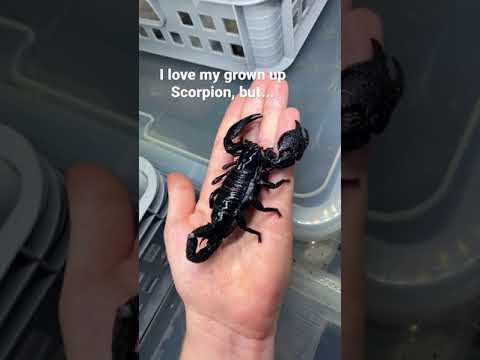 Emperor scorpion now and before #shorts