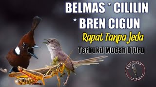 Download lagu Masteran belalang emas | cililin | bren cigun mp3