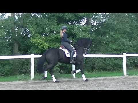 Stal Okkema's Norbit - Norbert x Dirk *sport* Gelding - 2012