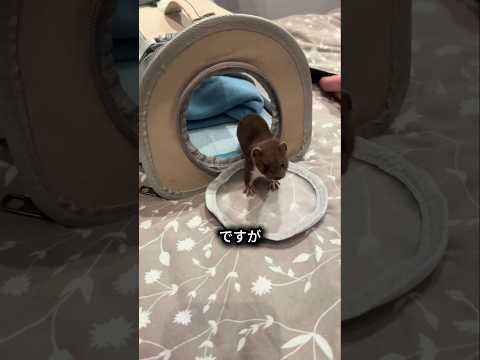 この猛獣、実は懐きます