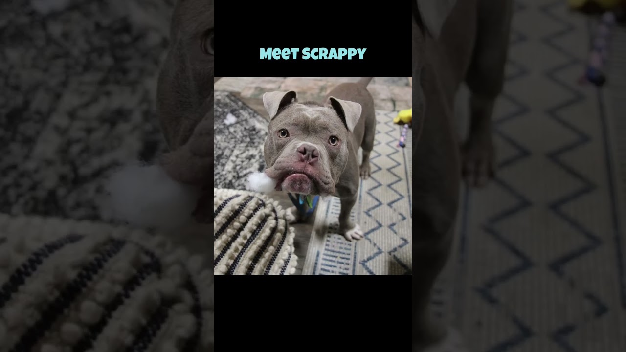 Enlarge Scrappy, a Adopted Mixed Breed in Plain City, OH video 6/6