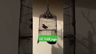 Download lagu mulai ada perkembangan,cocok bwt pancingan Poksay mantel mp3 Download lagu mulai ada perkembangan,cocok bwt pancingan Poksay mantel mp3