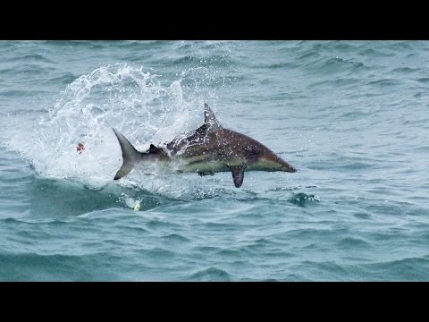 Hajer på topwater-agn