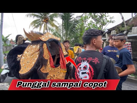 BARONG BANGKUNG NGELAWANG DI SADING