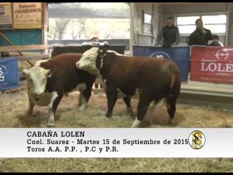 15-09-15 Venta de Toros - Cabaña Lolen - Coronel Suarez.