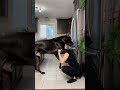 Great Dane Is Taller Than Human || ViralHog