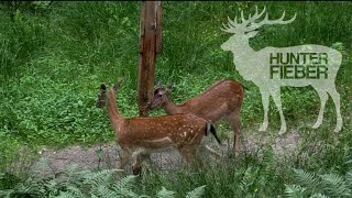 Damwildjagdwochenende bei den HunterBrothers #Traumwaldbock liegt I Hunt on Demand Free Episode