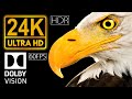 24K HDR 60fps Dolby Vision | Real Black