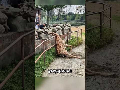 Когда животные подкидывают сюрпризы 🐻🦁
