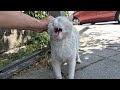 You Won T Believe It Angry White Cat Doesn T Attack Anymore