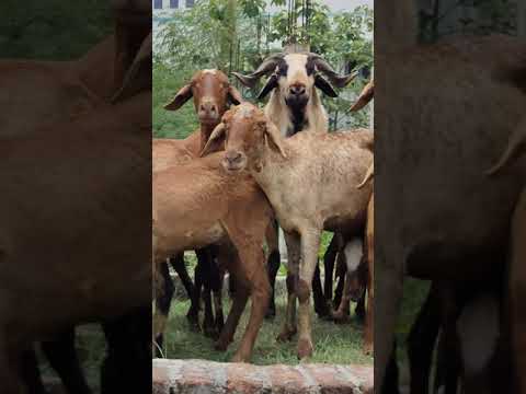 Thikki Thenarudhu Devatha - remake vedio song/vu/Aajeeth/ See boo/ Bhuvanesh.R