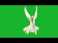 Pigeon Flying Greencreen Freefootage Animation Turtorials Beautiful Green Screen Effects