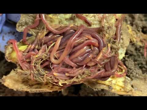 How To Make Gingered Worms 😳 JK 😂 Gratuitous Worm Farm Surprise A Squiggle Of Worms 🪱 Vermicompost 💚