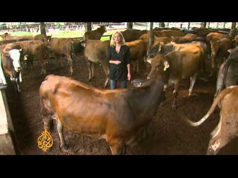 Bull market for beef prices in Indonesia